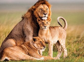 A family of lions.