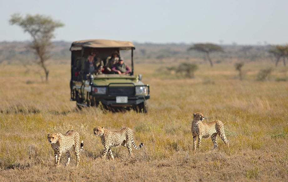 A jeep following some cheetahs in the Serengetti