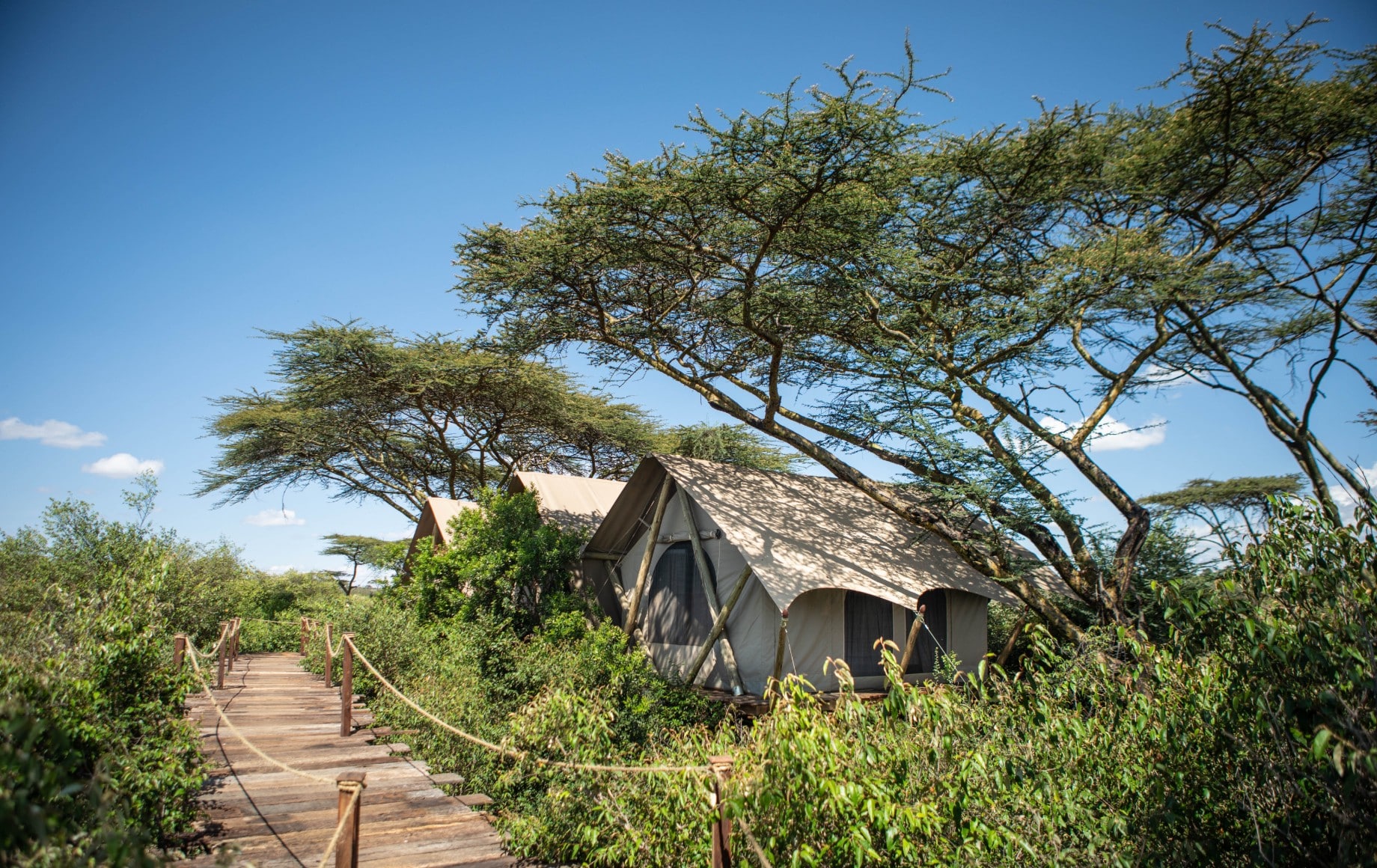 a tent surrounded by greenery at Mara Nyika