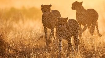 cheetahs in the savannah