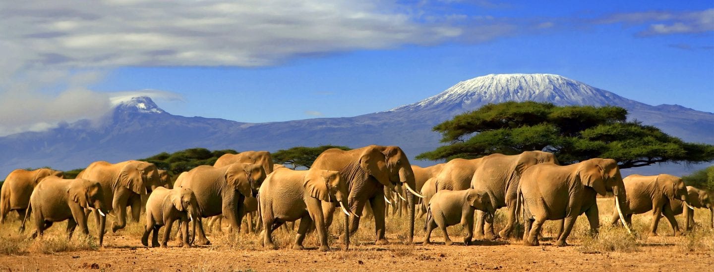 A herd of elephants walking across an open plain