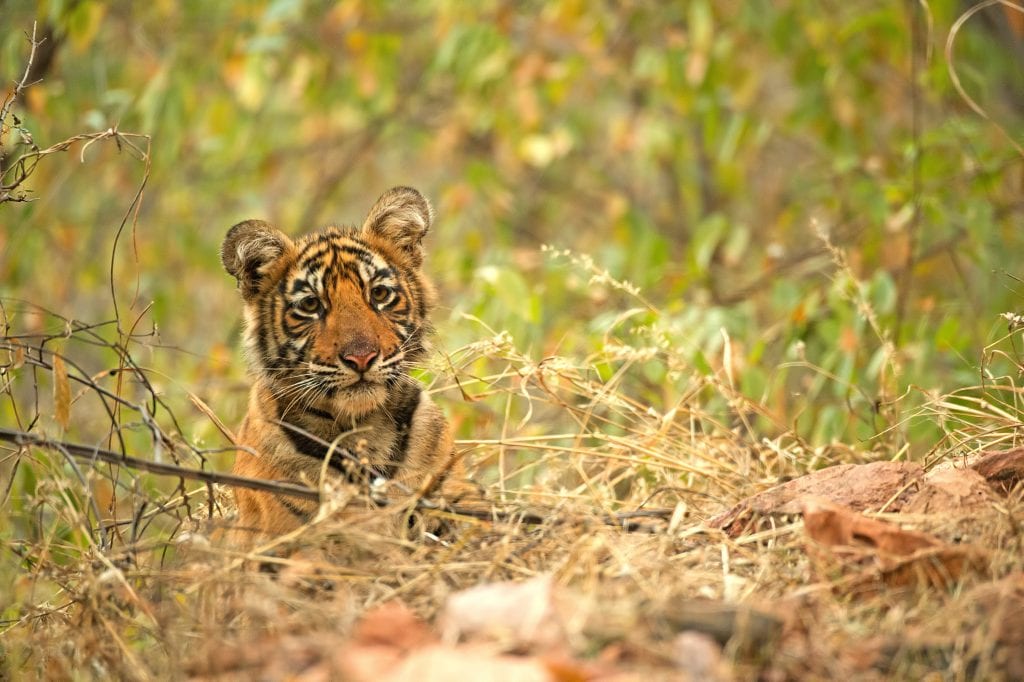 tiger in ranthambore national park