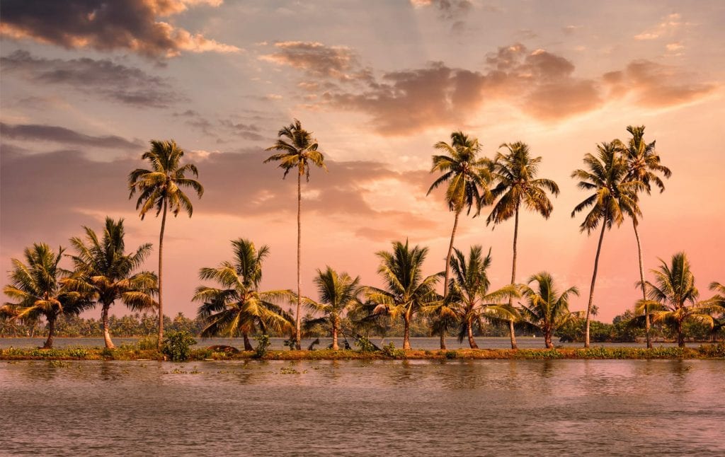 palm trees, kerala, india