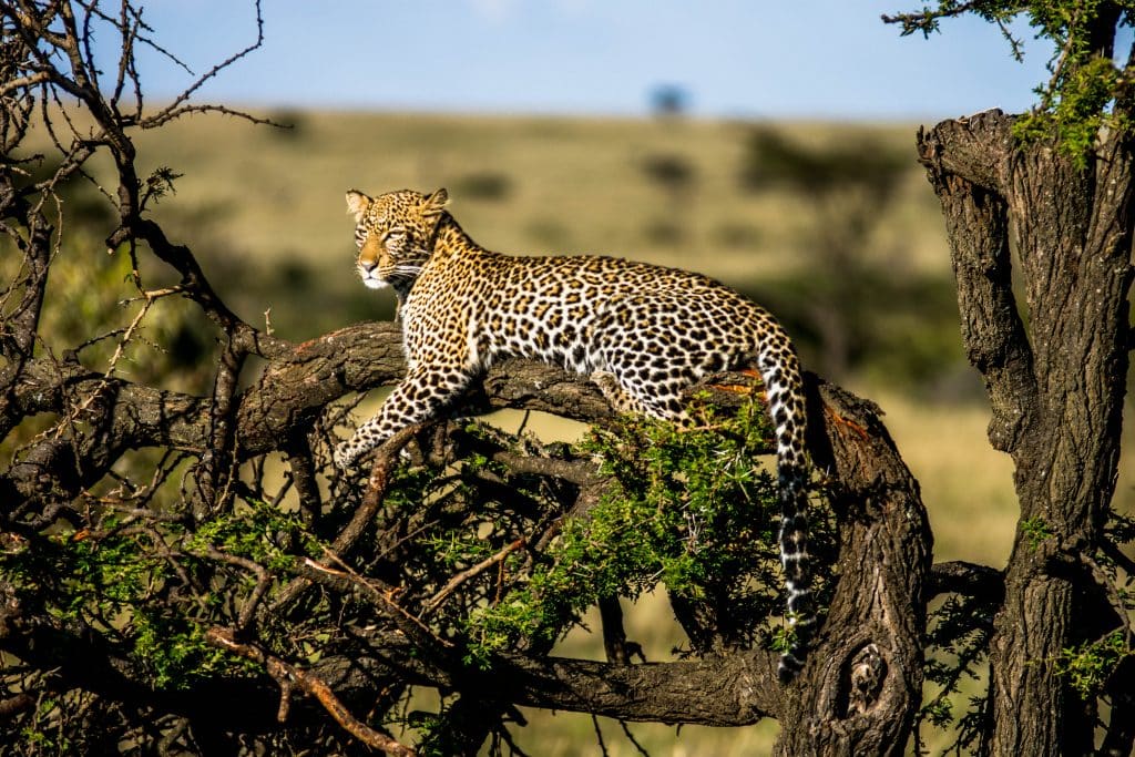 leopard in tree