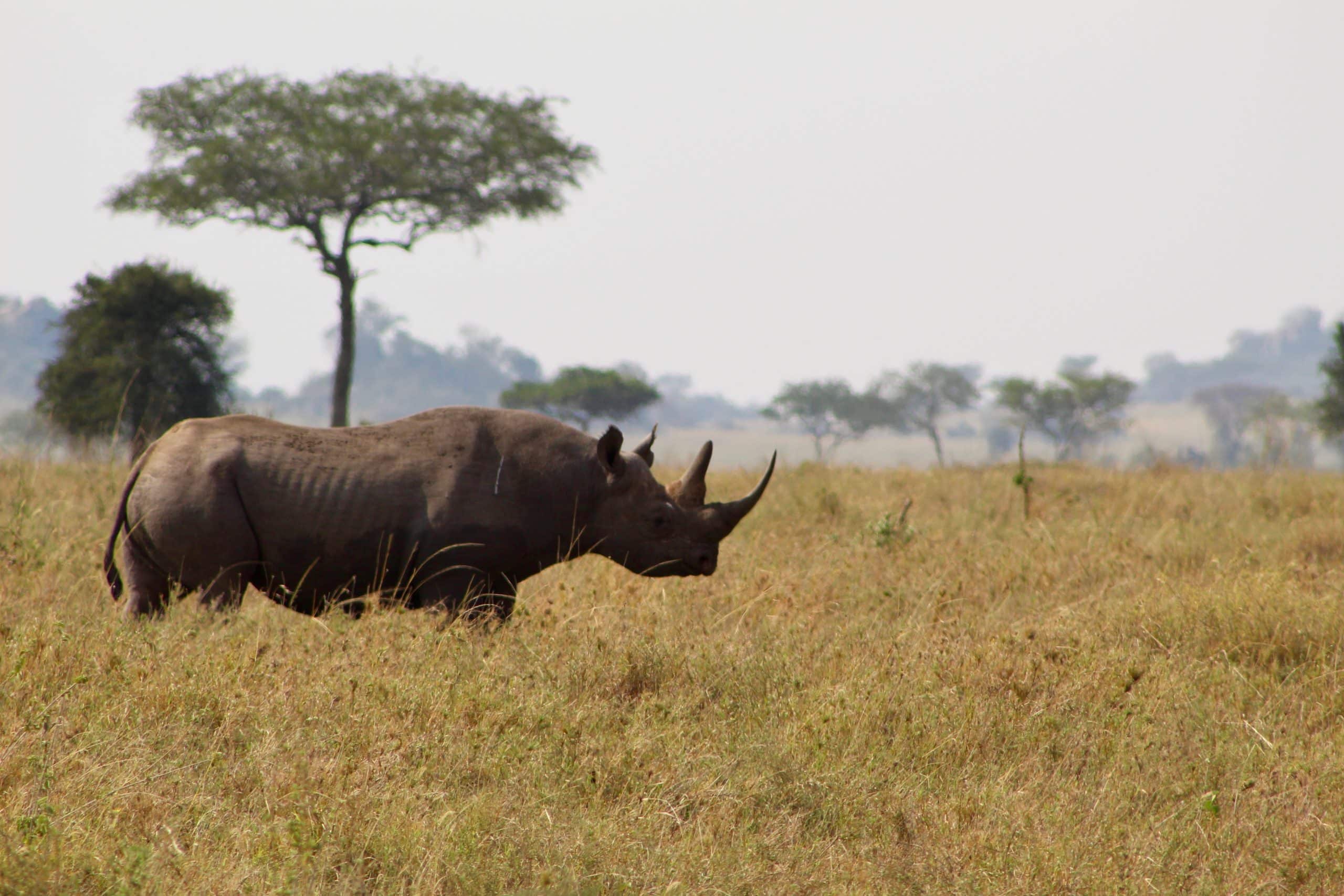 Wildlife Spotlight: The Black Rhinoceros - Micato Safaris