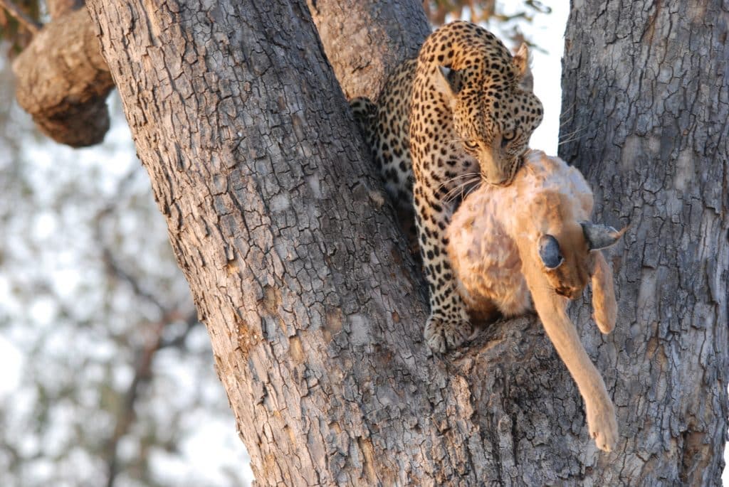 leopard with kill in tree
