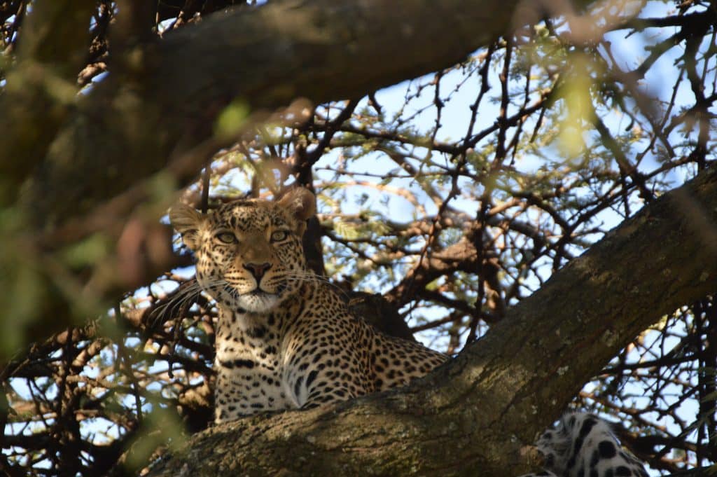 leopard in tree