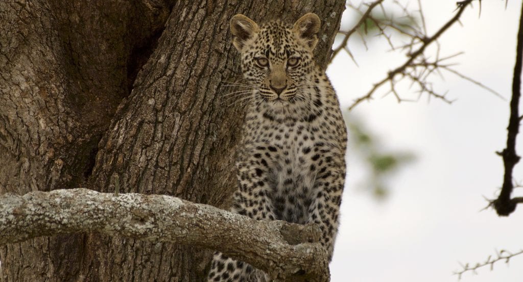 leopard in tree serengeti