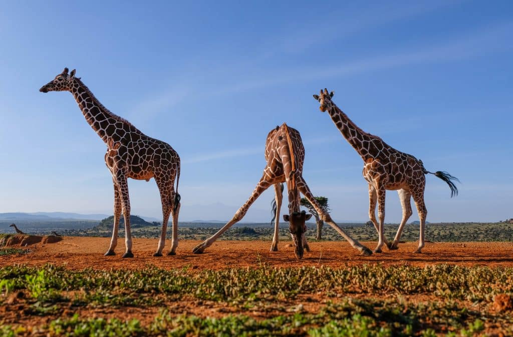 giraffe drinking water