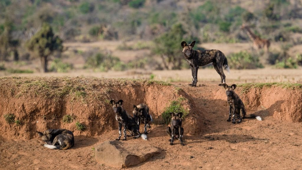 African Wild Dogs Kenya