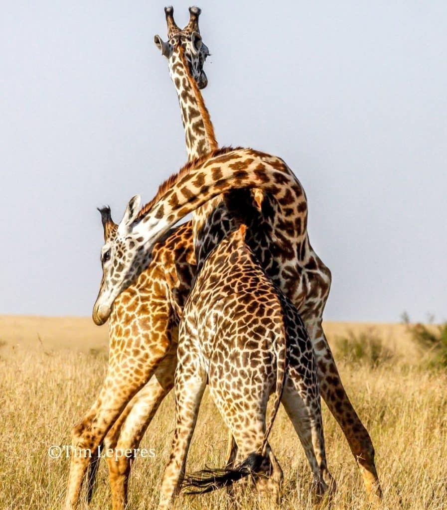 two giraffes