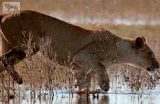 A lioness running through the water