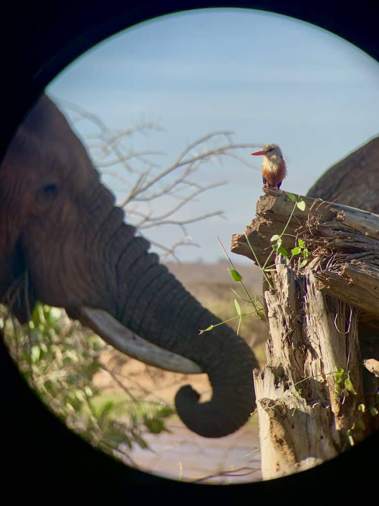 bird and elephant