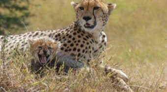 cheetah and cub