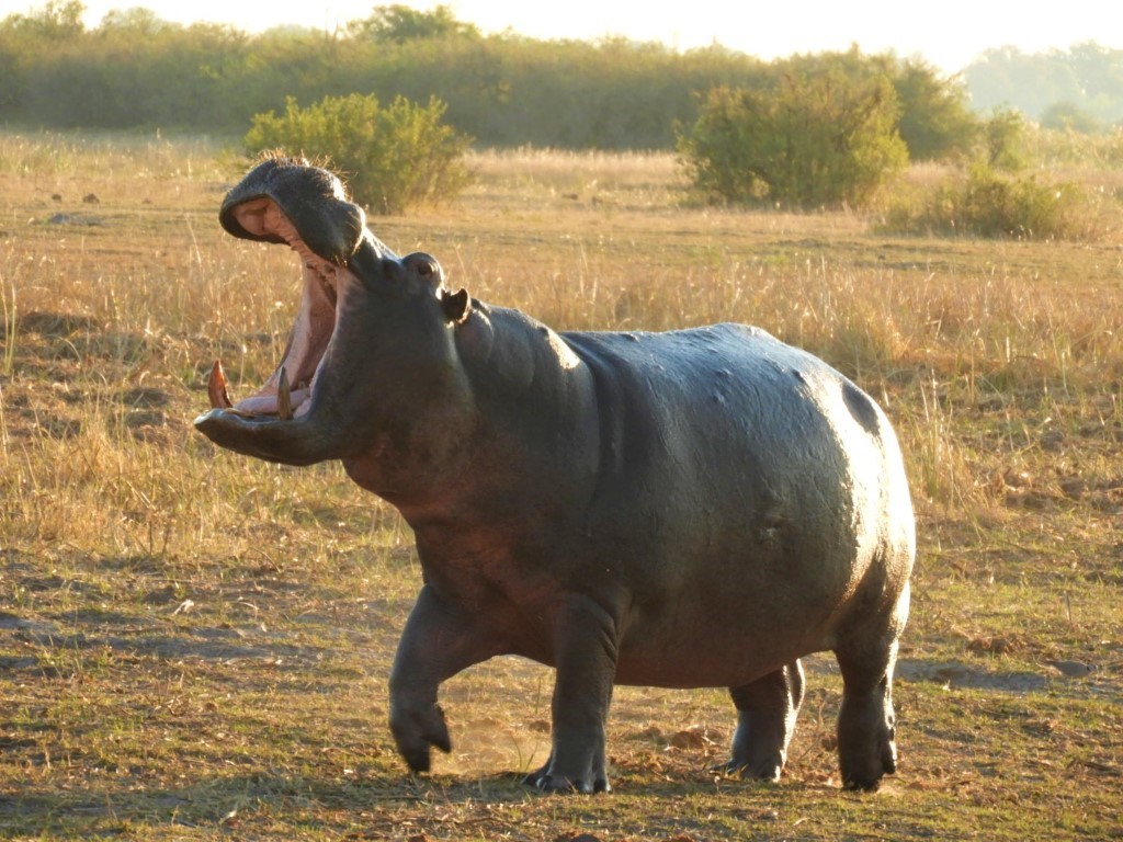 hippo yawning