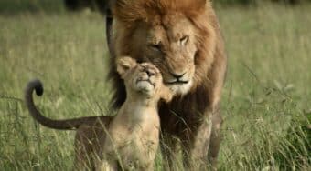 male lion and cub