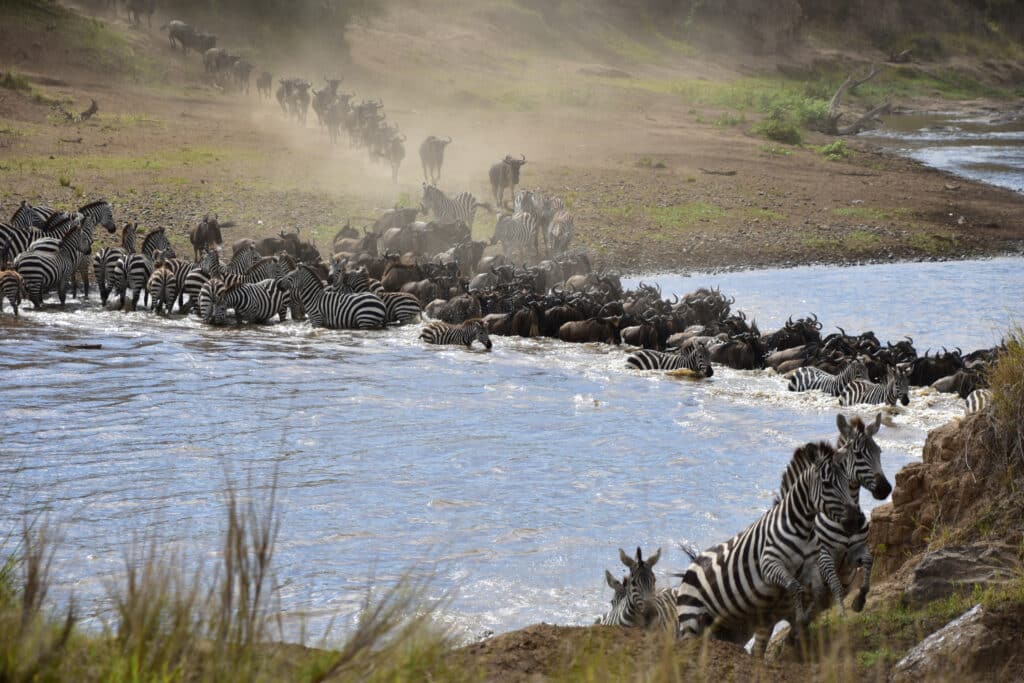 wildebeest and zebra cross the river