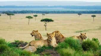 three lions maasai mara
