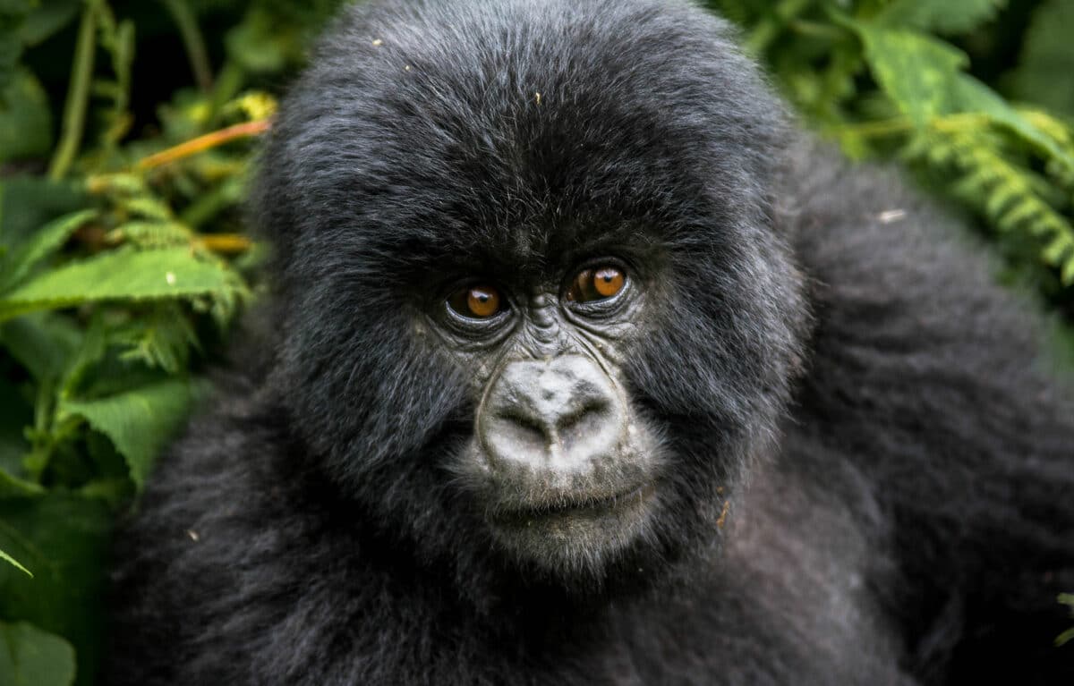 rwanda gorillas micato safaris