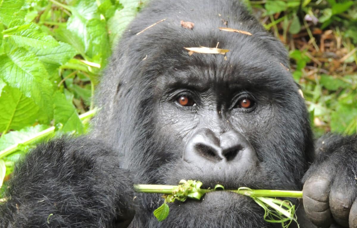 gorillas in Rwanda by micato safaris