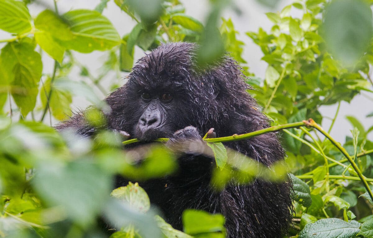 luxury african safari in rwanda gorilla trekking