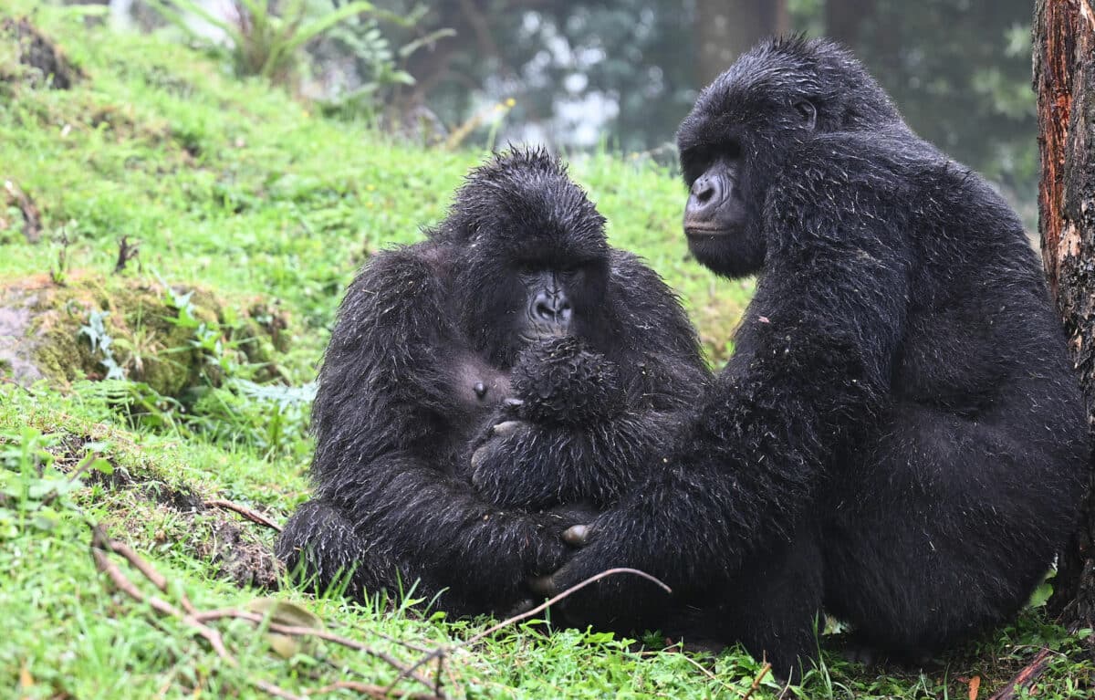 luxury african safari in rwanda gorilla trekking