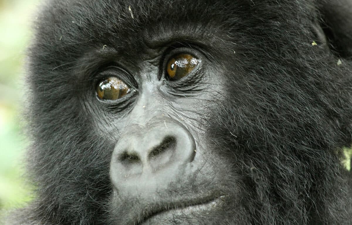 rwanda gorillas by micato safaris