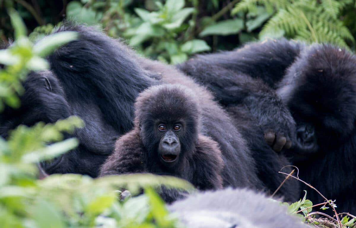 Gorillas of Rwanda by Micato luxury Safaris