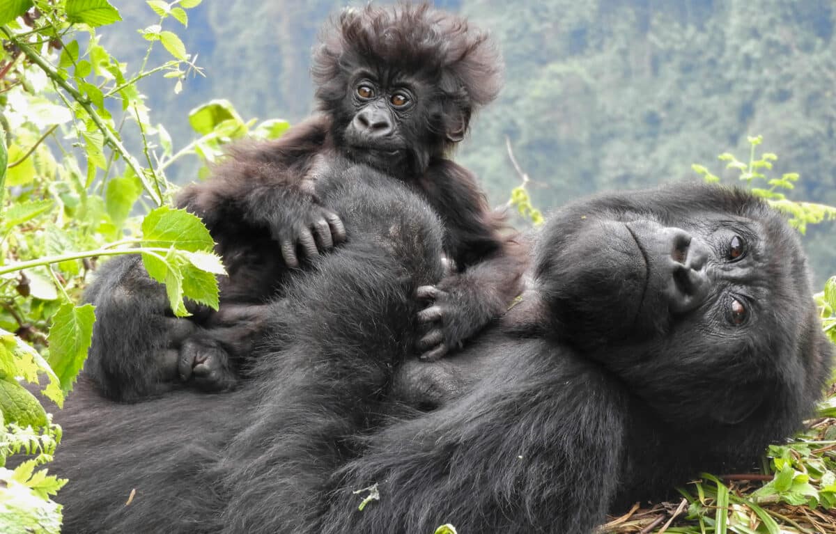 Gorillas of Rwanda by Micato safaris