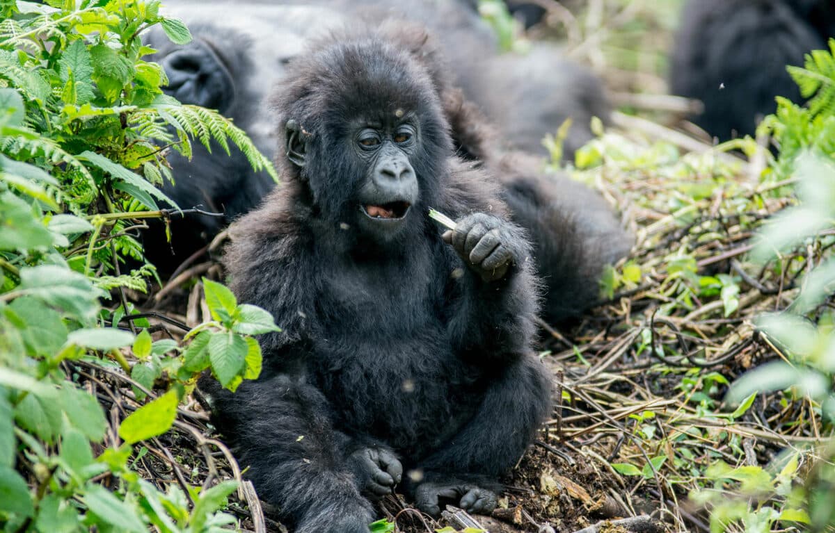 Gorillas of Rwanda by Micato safaris