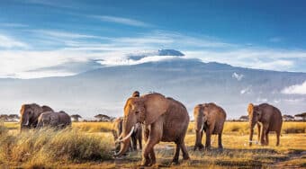 elephant at Kilimanjaro