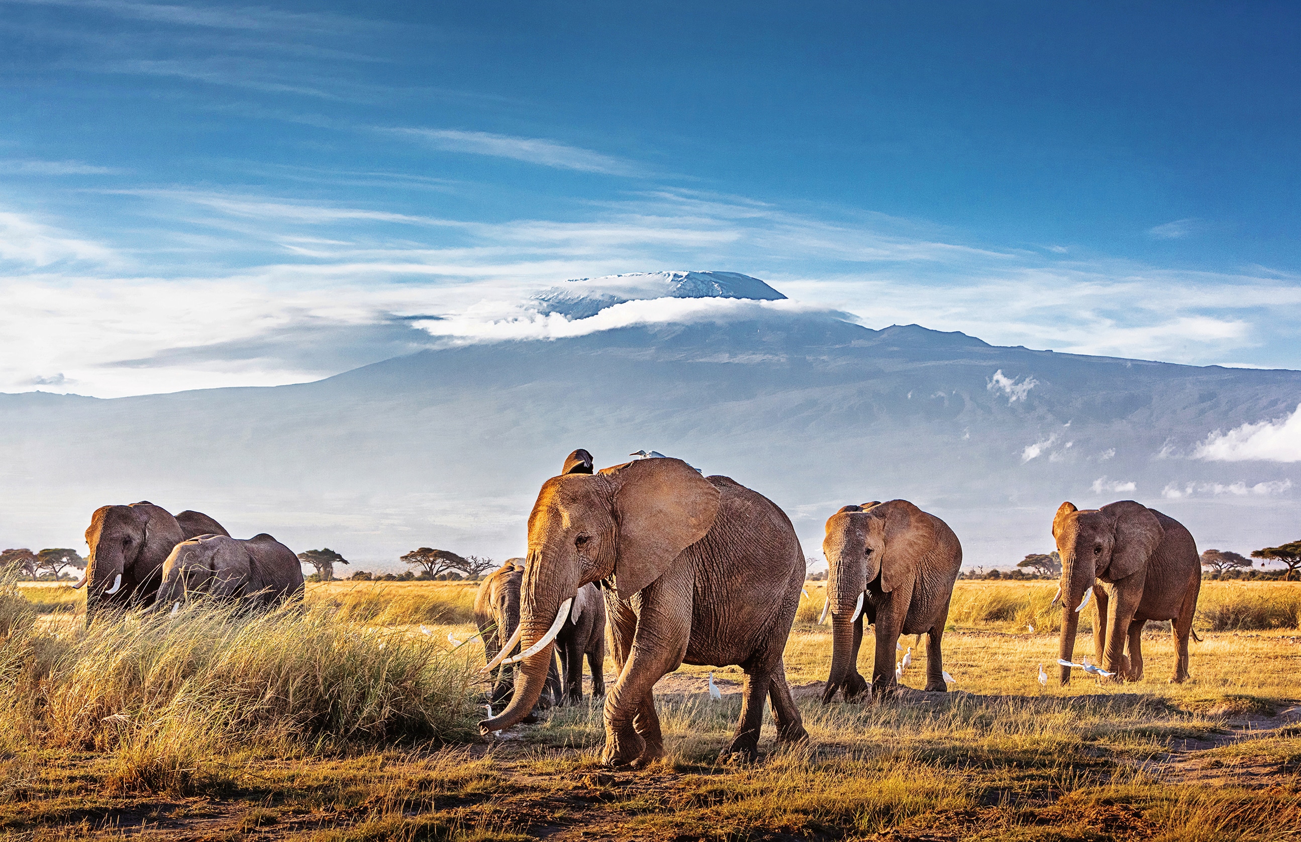 10 Wonderful Wildlife In Tanzania To Spot On Your Safari!