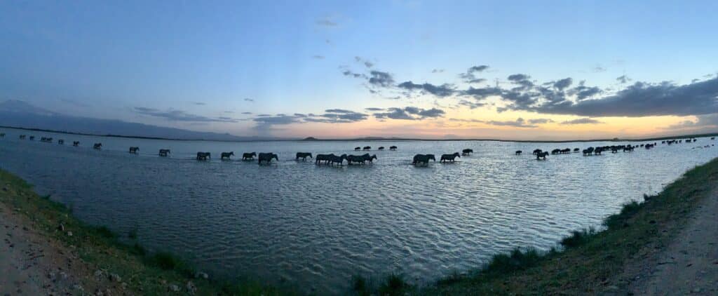 zebras walk through a lake in amboseli national park, kenya