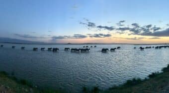 zebras walk through a lake in amboseli national park, kenya