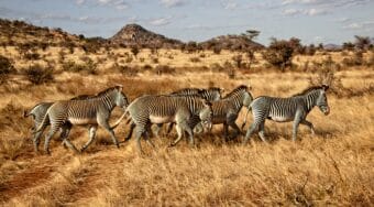 grevy's zebra in east africa