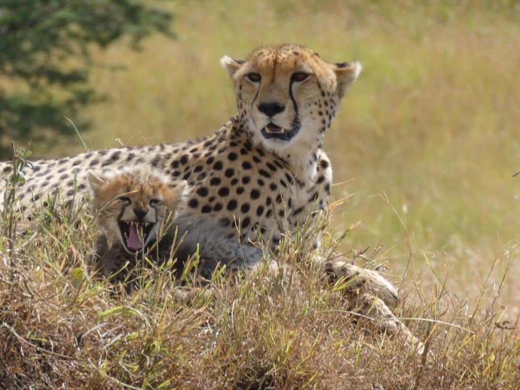 mother cheetah with cub