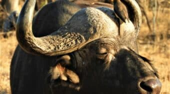 cape buffalo with red bill oxpecker