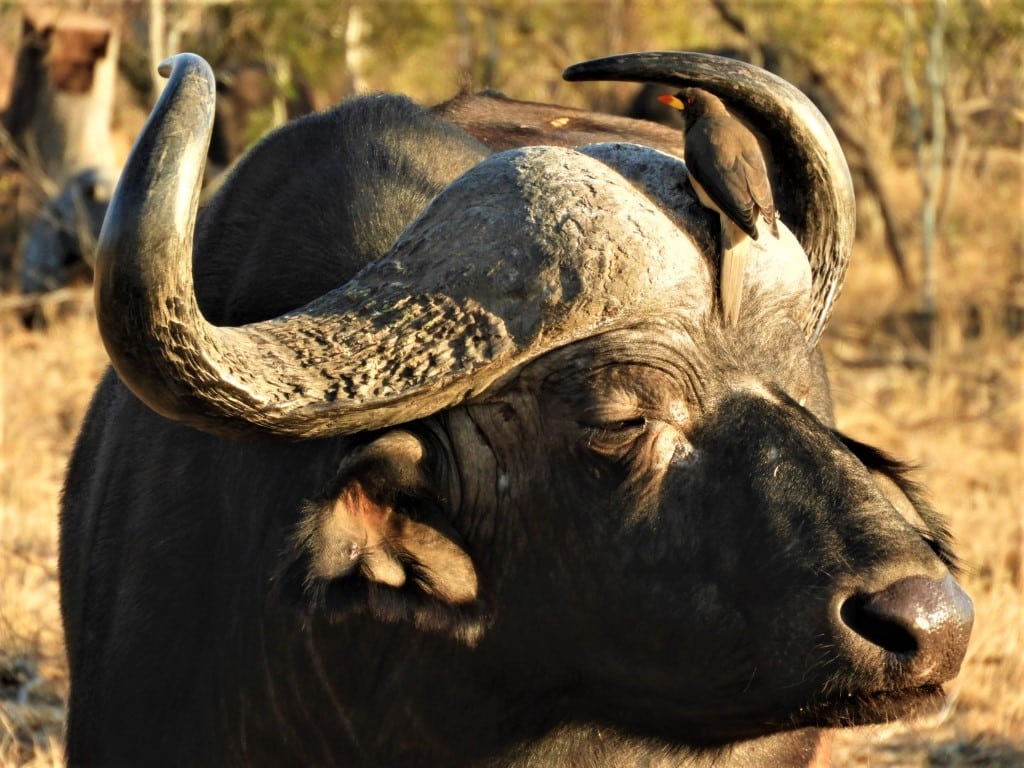 Safari Spotlight: the Cape Buffalo - Safari West