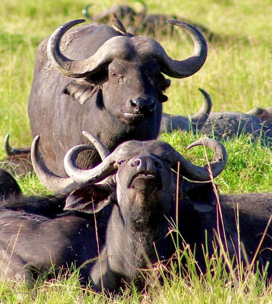 2 cape buffalo photographer gene tyler