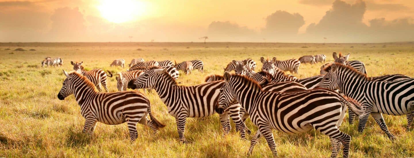 A group of Zebras walking across and open field.