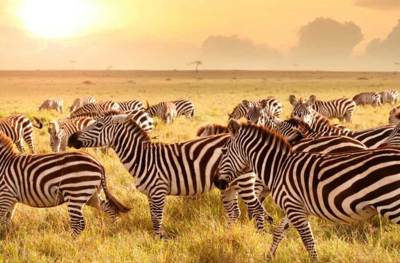 A group of Zebras walking across and open field.