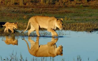 two lions reflected in water