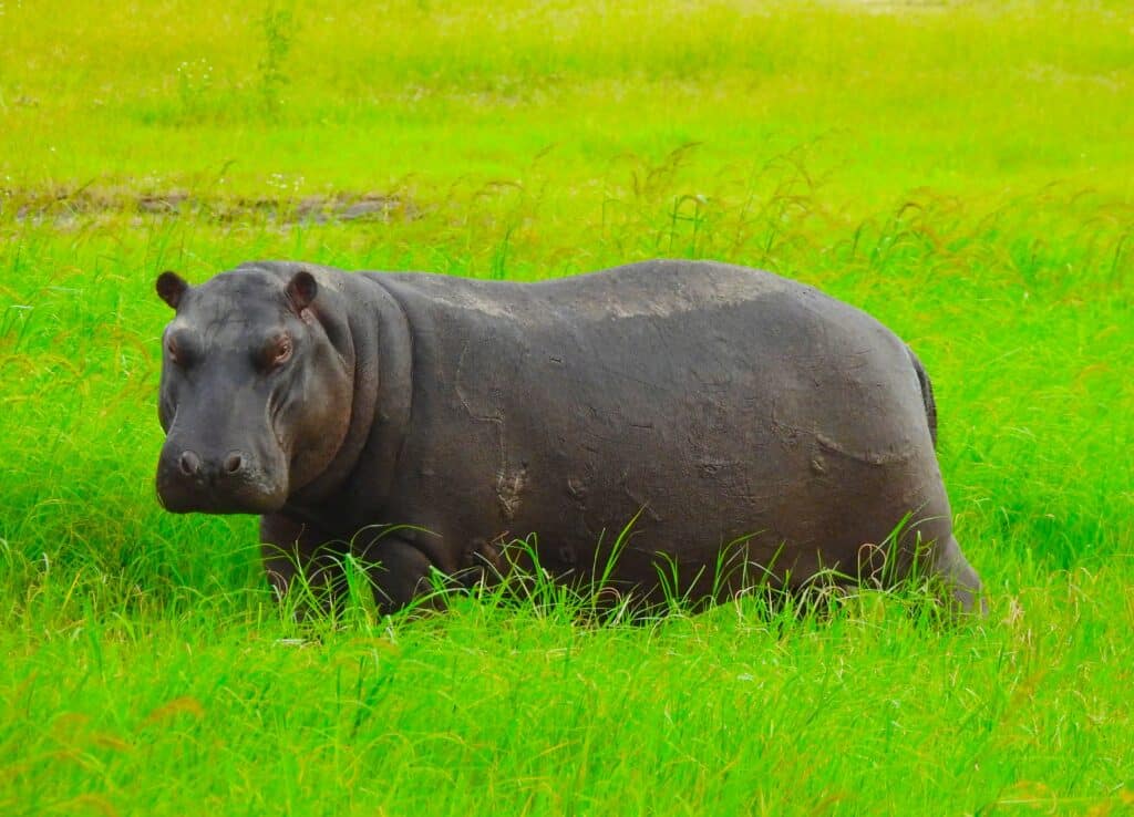 A hippo walks through green swampland in Botswana