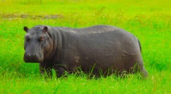 A hippo walks through green swampland in Botswana
