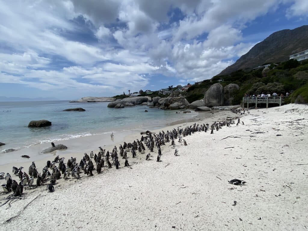 penguin colony at Boulders Beach South Africa